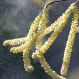 Une forte concentration de pollen peut faire augmenter la tension artérielle chez les personnes allergiques, selon une étude réalisée à Bâle. KEYSTONE/DPA/WOLFGANG KUMM